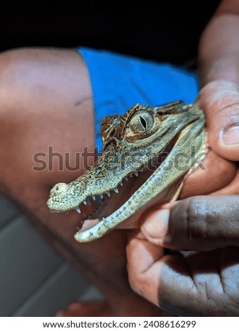 Holding in his hands a beautiful baby alligator showing its sharp teeth, its scaly body and its yellow eyes on alert. Photograph taken during an overnight boat safari on the Great Amazon River