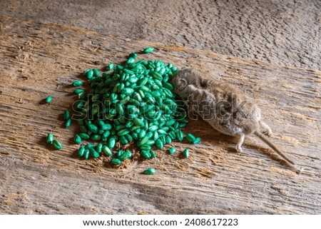 A dead mouse with poisoned grain bait. Control of harmful rodents in agriculture. Royalty-Free Stock Photo #2408617223