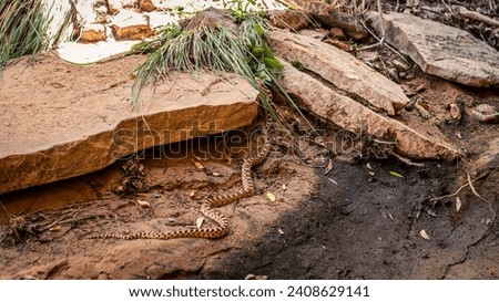 Yellow and black snake goes up to stone in canyonlands national park in Utah, America, usa Royalty-Free Stock Photo #2408629141
