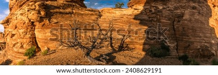 Close up of dry dead small desert tree on orange stone ground in canyonlands national park in Utah, america, usa Royalty-Free Stock Photo #2408629191