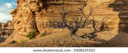 Close up of dry dead small desert tree on orange stone ground in canyonlands national park in Utah, america, usa Royalty-Free Stock Photo #2408629203