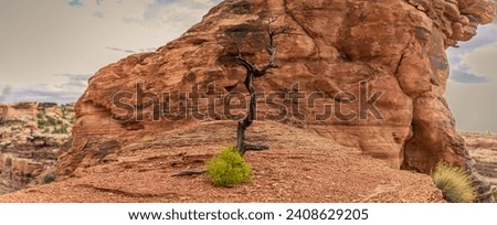 Close up of dry dead small desert tree on orange stone ground in canyonlands national park in Utah, america, usa Royalty-Free Stock Photo #2408629205