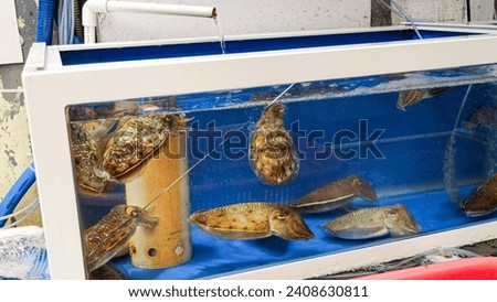 photo of cuttlefish in tank market