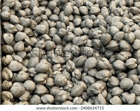 a photography of a pile of clams sitting on top of a pile of rocks.