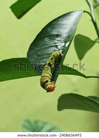 caterpillar eating leaves on green background