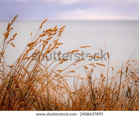 New Zealand Sea Oats blowing in the breeze by Ocean Beach on the East Coast of the North Island. Ocean in the background accompanied by the sky as a backdrop of bokeh to the pictured Sea Oats.