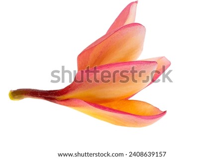 plumeria flower isolated on white background