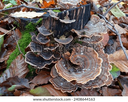 Among fallen oak leaves on a rotten old stump covered with green moss grow tree fungi parasites similar to flower petals. Royalty-Free Stock Photo #2408644163