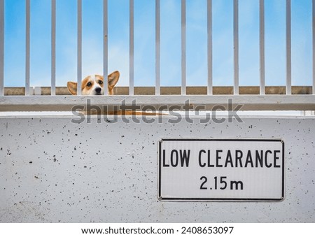 Beautiful, funny Welsh Pembroke Corgi peering through rails on a bridge with a "low clearance" sign