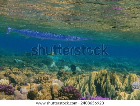 red sea houndfish swimming close to the surface over colorful corals in egypt