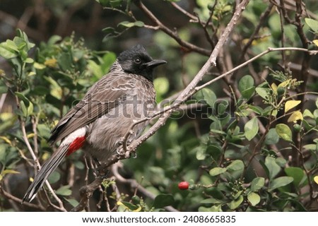 Mumbai, Maharashtra, India - January 3, 2024: Close up of a Red-Vented Bulbul (scientific name: Pycnonotus Cafer) perched on a tree
