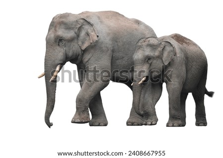 Asian wild elephants isolated on white background