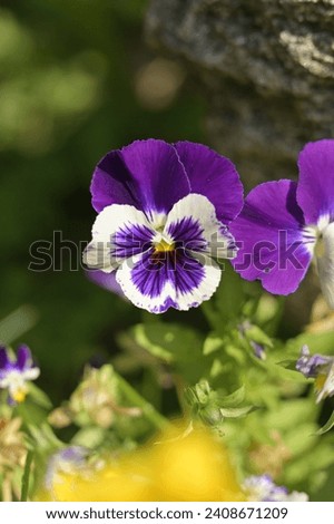 bright colors - purple and white - pansy flower