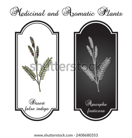 Desert false indigo (Amorpha fruticosa), medicinal plant. Hand drawn botanical vector illustration Royalty-Free Stock Photo #2408680353