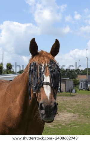 Insect  and fly mask on the muzzle of the horse Royalty-Free Stock Photo #2408682943