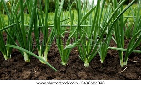 Beds of growing green onions. Panorama. Growing organic greens. Vitamin greens for a healthy diet. Organic greens to the table. Royalty-Free Stock Photo #2408686843