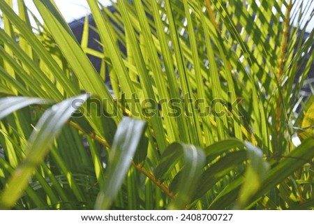 Green palm with golden hour in the evening
