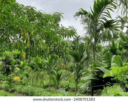 Agroforestry system is popular in the hilly areas of Nepal. Here paddy, pulses, betel nut, banana and Rudrakshya have been planted together in a good combination. Royalty-Free Stock Photo #2408701283