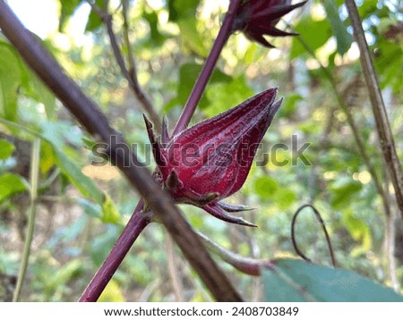 Jamaica sorrel or  Rosella. Its scientific name is Hibiscus sabdariffa Linn Royalty-Free Stock Photo #2408703849