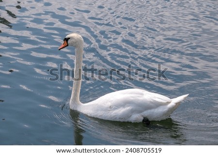 A white mute swan (Cygnus olor) swims on the lake