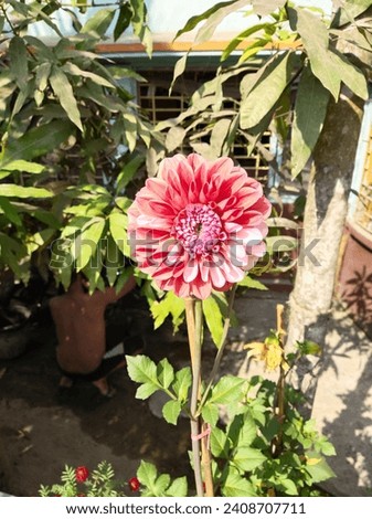 In a sun-drenched garden, a beautiful pink dahlia under sunlight unfurls, dancing in warm rays. Velvety petals captivate against lush green foliage, a radiant jewel in nature's tapestry.