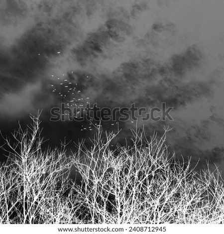Black and white nature, birds scene, flying birds on heaven with clouds and trees with bare branches, winter time, cold weather, inverted photo