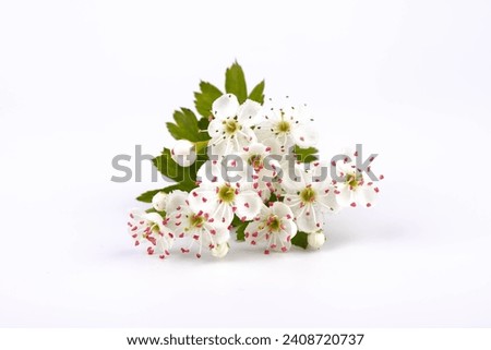 Common hawthorn branch with tiny white flowers in the spring isolate on white background. Crataegus monogyna, oneseed hawthorn, single-seeded hawthorn Royalty-Free Stock Photo #2408720737