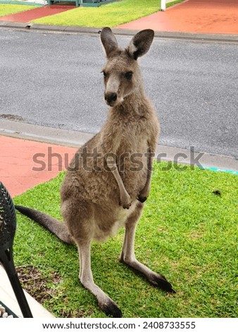 inquisitive kangaroo on front lawn 