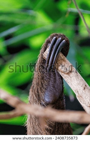 Closeup detail of the claws of a three-toed sloth, Bradypus, against green foliage background.
