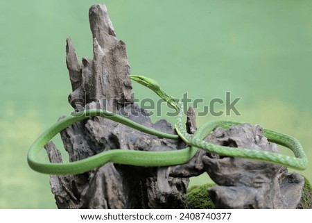 An oriental whipsnake hunts prey on a weathered tree trunk. This exotic reptile has the scientific name Ahaetulla prasina.