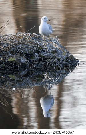 This image captures a solitary seagull standing on what appears to be a nest of twigs, accumulated debris, and possibly man-made materials, resting atop a calm body of water. The seagull's crisp white