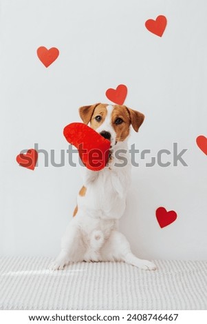 Portrait of a cute dog jack russell terrier on the background of hearts for valentine's day
