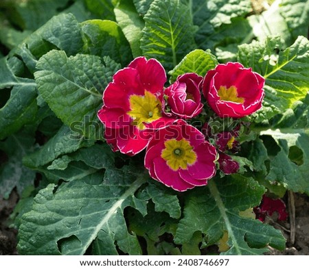 Primula acaulis or primula vulgaris red flowers with yellow core. caterpillars ate the leaves Royalty-Free Stock Photo #2408746697