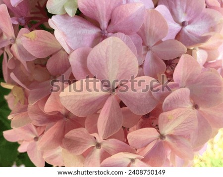 Pink Hydrangea in full bloom pretty background picture.