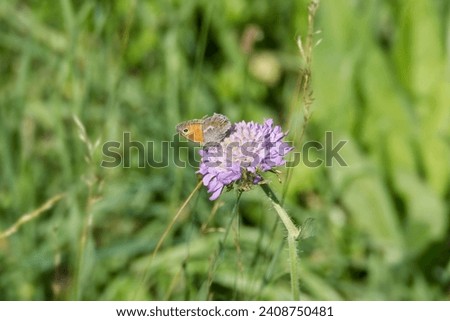 Small Heath (Coenonympha pamphilus) butterfly sitting on a small scabious in Zurich, Switzerland Royalty-Free Stock Photo #2408750481