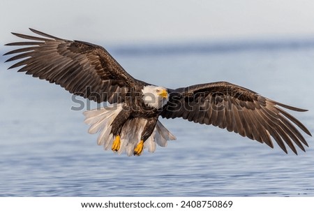 bald eagle, USA, wildlife, predator, mountain river, birds of prey, symbol of the USA, HD wallpaper Royalty-Free Stock Photo #2408750869