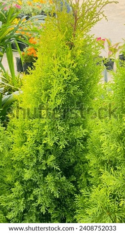 The image features the Monterey cypress plant (vidya plant), known for ornamental and landscaping purposes. Its tall stature and resilience make it valuable for windbreaks and aesthetic appeal. Royalty-Free Stock Photo #2408752033