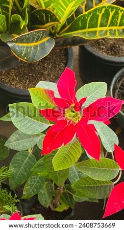 The Poinsettia flower plant close up picture captures its vibrant red blooms, commonly used for festive decorations, especially during the holiday season, adding a cheerful touch.