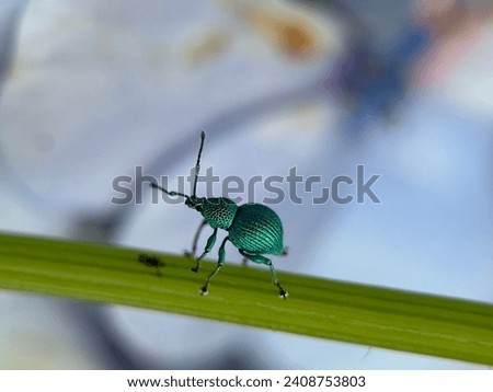 metallic green beetle is walking on a green leaf stem with a blurry white flower background