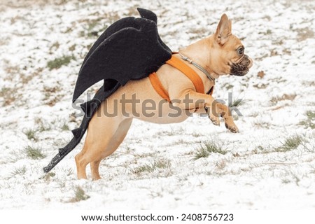 A female French Bulldog with black dragon wings and tail stands on its hind legs on the snow grass ground on a winter day. A French bulldog dressed up as a dragon runs.