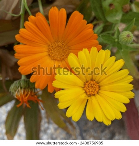 Pakistan,Home Garden Marigold  known as Calendula officinalis flowers,Yellow and Orange colour Flowers 