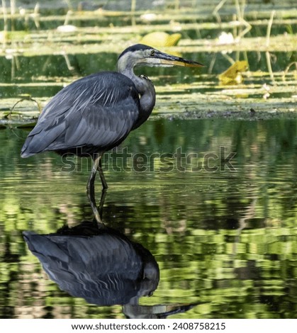 Close-up of a great blue heron that is foraging for food in the water by the edge of a river on a warm summer day in August.