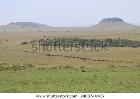 African wildebeest migrating from Masai Mara National Park back to Serengeti Park after a good summer season in Kenya