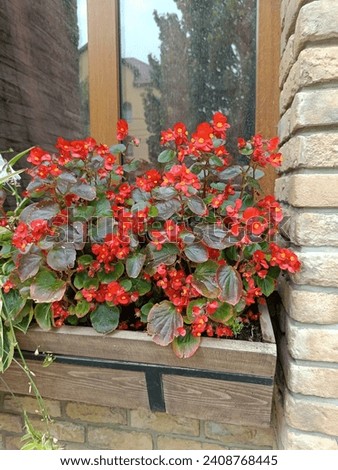 A red potted Begonia x semperflorens blooming on a street window. Floral wallpaper.