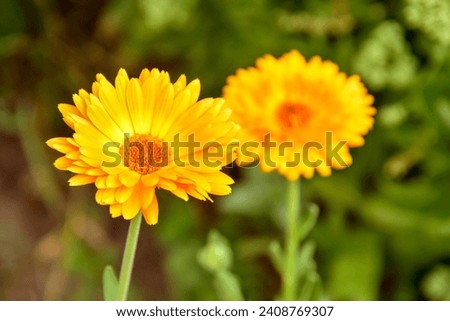 Orange calendula flower on blurred background of vegetation in garden. An annual medicinal plant. Close-up. Selective focus. Copy space.