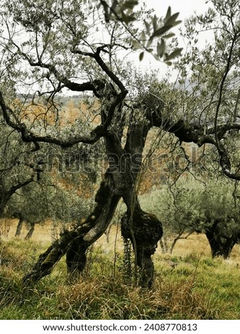 Pictures of an olive grove, with old trees in Umbria, Italy.