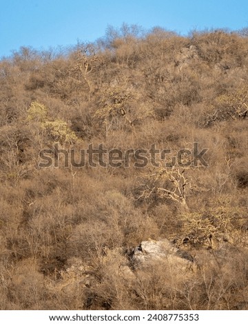 wild male leopard or panther or panthera pardus resting on big rock on hills or mountains landscape background in summer season evening safari at jhalana leopard reserve jaipur rajasthan india asia
