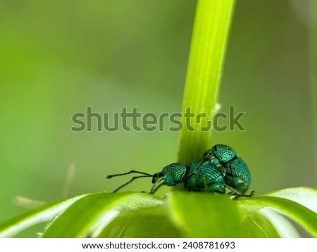 Male and female metallic green beetles mating under a flower petal on a blurry green leaf background
