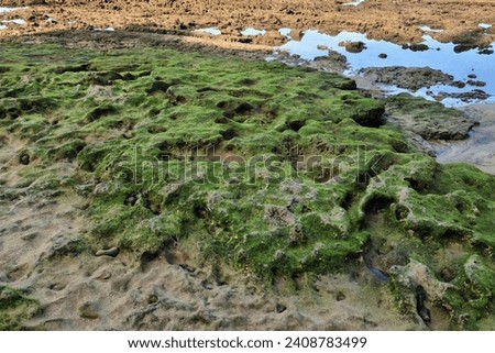 Seabed on low tide. Las Canteras Beach, Las Palmas, Gran Canaria, Spain. Royalty-Free Stock Photo #2408783499