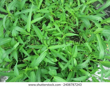 Fresh leaves of the kale vegetable plant